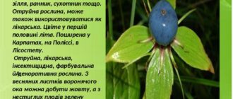 Рослина вороняче око