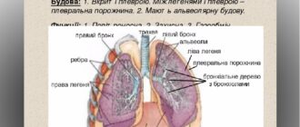 Будова легень