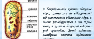 Будова бактерії