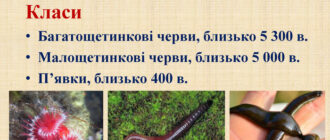 Кільчасті черви - загальна характеристика, цікаві факти
