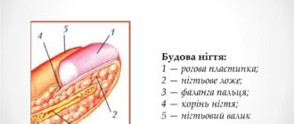 Будова нігтя