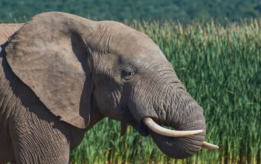 Скільки важить слон