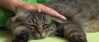 Скільки живуть коти