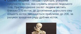 Скільки кісток у людини