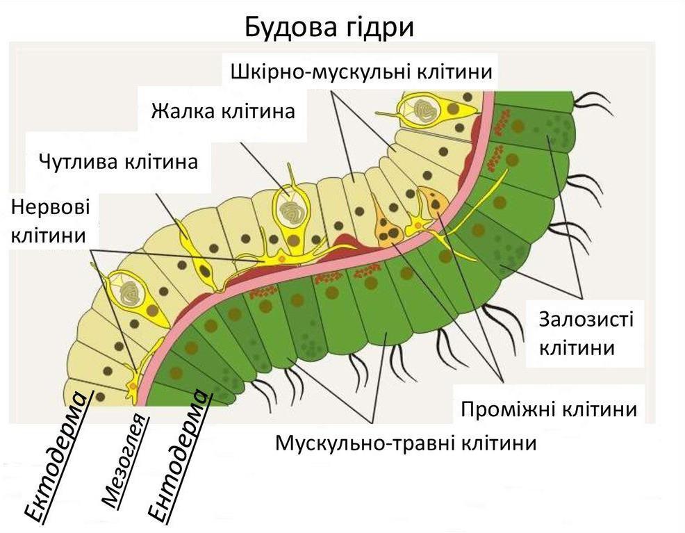 Будова гідри