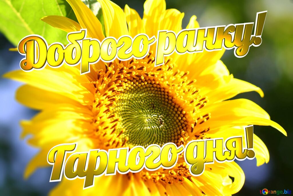 Доброго ранку гарного дня картинки